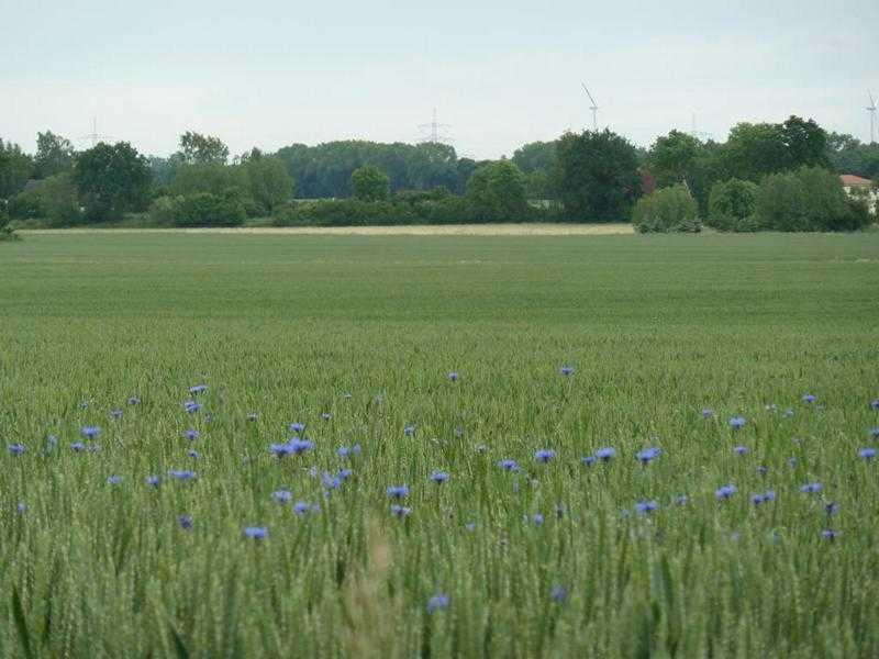 Apfelbaum Krien